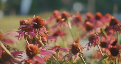Close-Up of Flowers in Garden Stock Footage 281603643