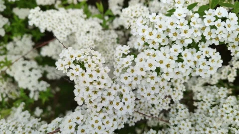 Close-up of the flowers of Gray Spirea Stockbeeldmateriaal 195304017