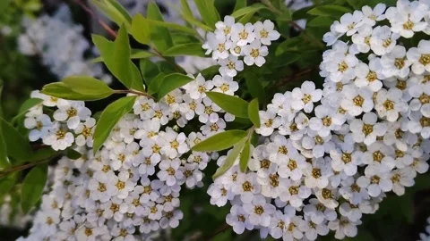Close-up of the flowers of Gray Spirea Stockbeeldmateriaal 196486961