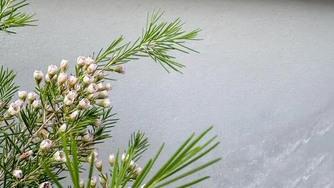Close up flowers on gray wall Stock Photos