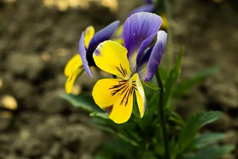 Close up of flowers in ground Stock Photos