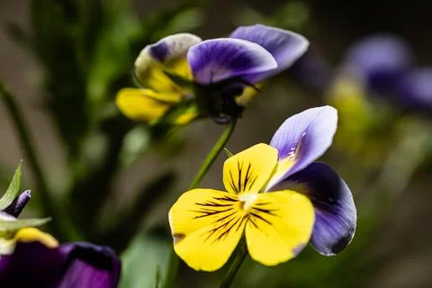 Close up of flowers in ground Stock Photos