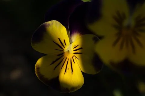 Close up of flowers in ground Stock Photos