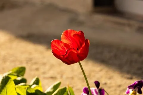 Close up of flowers in ground Stock Photos