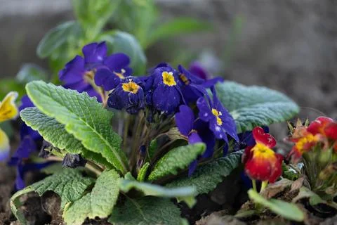Close up of flowers in ground Stock Photos