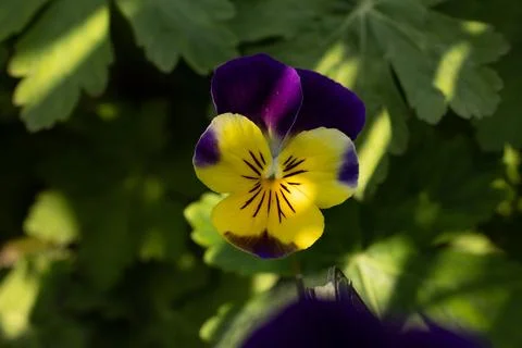 Close up of flowers in ground Stock Photos