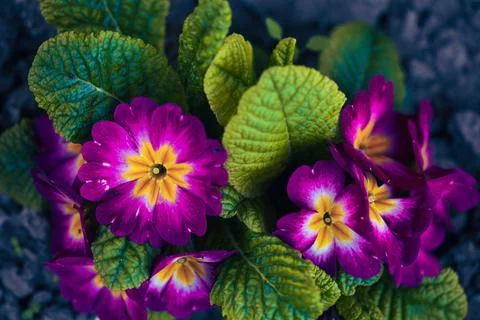Close up of flowers in ground Stock Photos