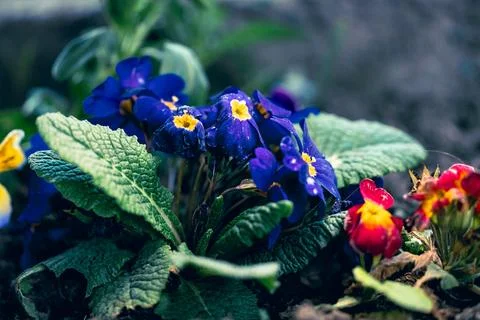 Close up of flowers in ground Stock Photos