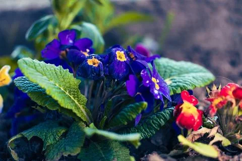 Close up of flowers in ground Stock Photos