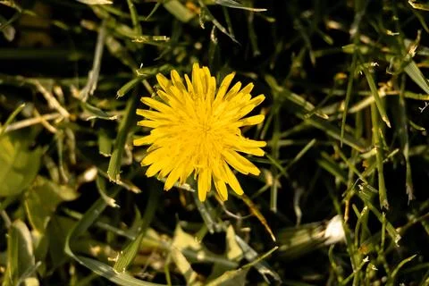 Close up of flowers in ground Stock Photos