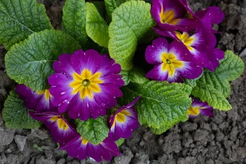 Close up of flowers in ground Stock Photos