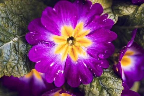 Close up of flowers in ground Stock Photos
