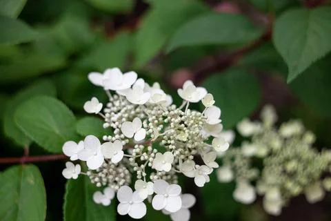 Close up flowers of Hydrangea paniculata. Summer flowers. Stock Photos