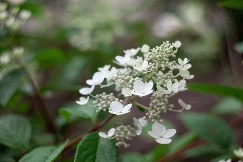 Close up flowers of Hydrangea paniculata. Summer flowers. Stock Photos