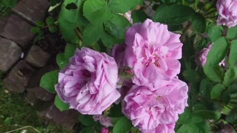 Close up flowers with inception Stock Footage 243496196