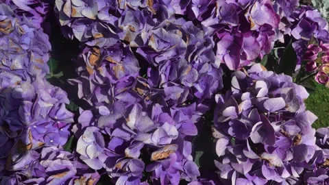 Close up flowers with inception Stock Footage 243496237