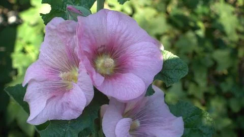 A close up of the flowers of mallow. Stock Photos