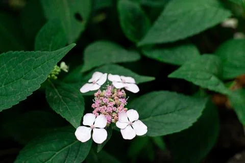Close up flowers of Mountain Hydrangea Hydrangea serrata Stock Photos