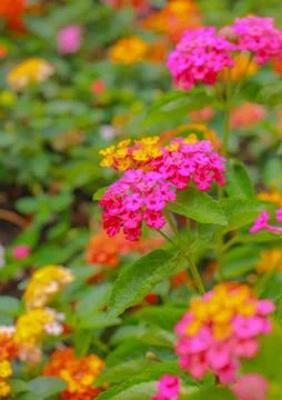 Close up flowers on nature background Stock Photos
