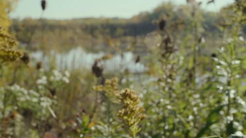 Close up on Flowers in an Open Park Stock Footage 232428718