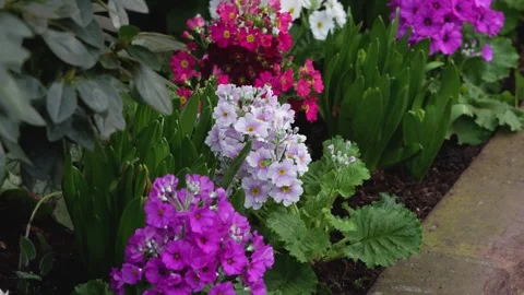 Close up flowers with pan Stock Footage 265802168