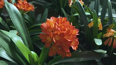 Close up of a flowers with pan Stock Footage 269850811