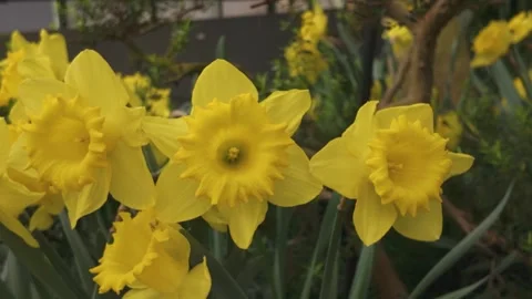 Close up of a flowers with pan Stock Footage 269852830
