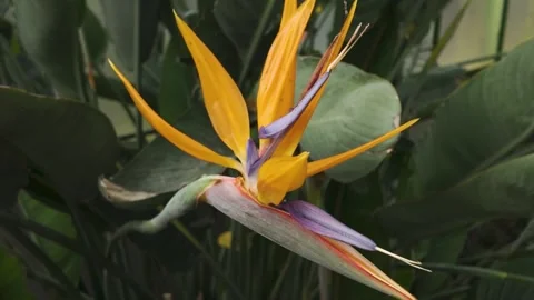 Close up of a flowers with pan Stock Footage 269853716