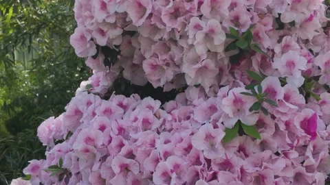 Close up of a flowers with pan Stock Footage 269853993