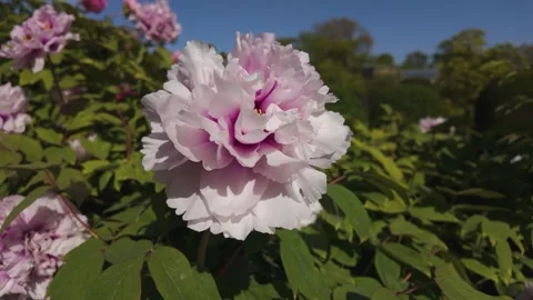 Close up of flowers with pan Stock Footage 272568068