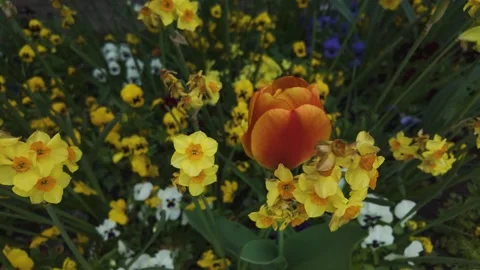 Close up of flowers with pan Stock Footage 272568406