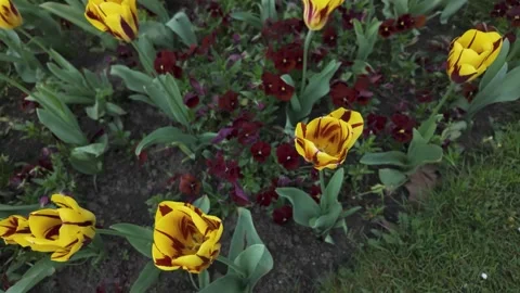 Close up of  flowers with pan Stock-Footage 275865155