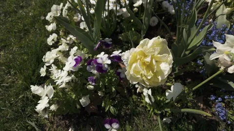 Close up of  flowers with pan Video stock 275865189