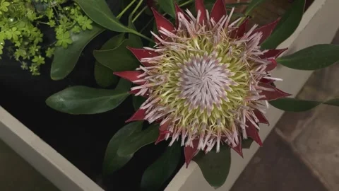 Close up of  flowers with pan Video stock 275865729