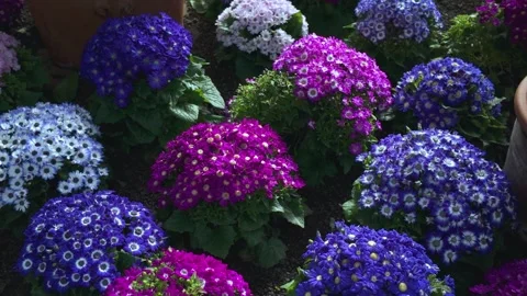 Close up of flowers with parallax pan Stock Footage 270959351