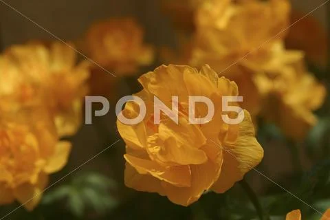 Close up of flowers Stock Photos