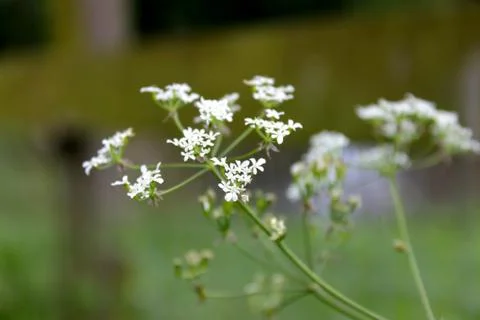 Up close Flowers Foto stock