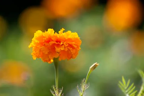 Close Up Flowers Stockfoto's