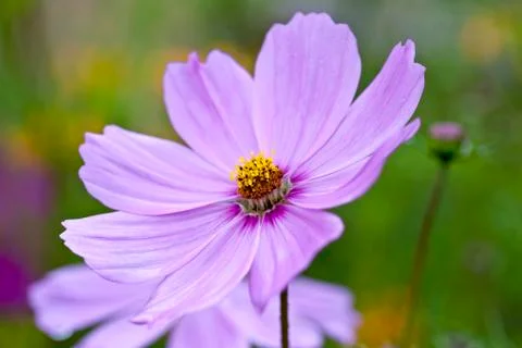Close Up Flowers Stock Photos