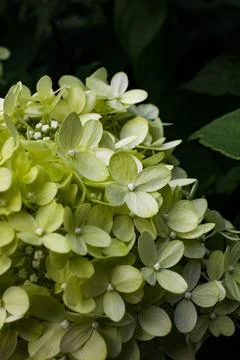 Close up of flowers Stockfoto's