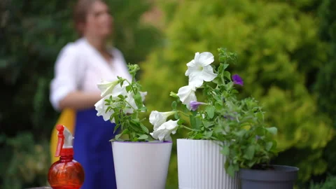 Close-up flowers in pots with blurred overweight woman prunning tree at Stock Footage 203848355