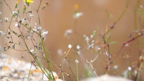 Close up on flowers in punic necropolis Video stock 83046112