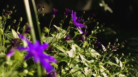 Close up of flowers, with rack focus Stock Footage 145259020