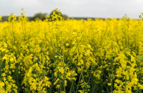 Close up on a flowers of rape plant on endless rapeseed field. Yellow rapeseeds Stock Photos