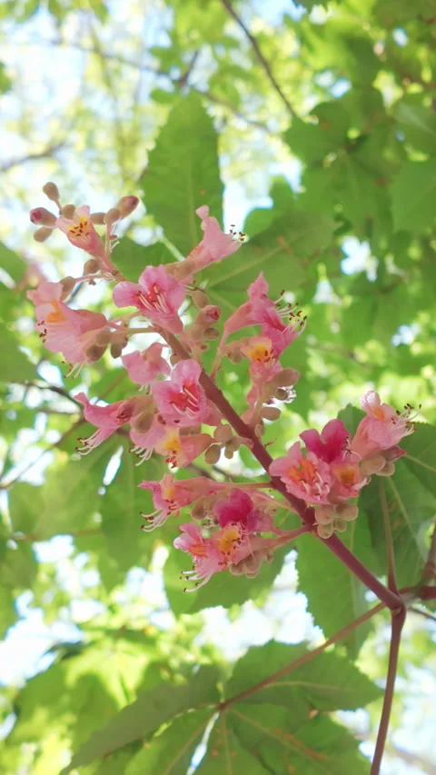 Close-up of flowers of Red Horsechestnut tree (Aesculus carnea) swaying in wind Stock Footage 314729021