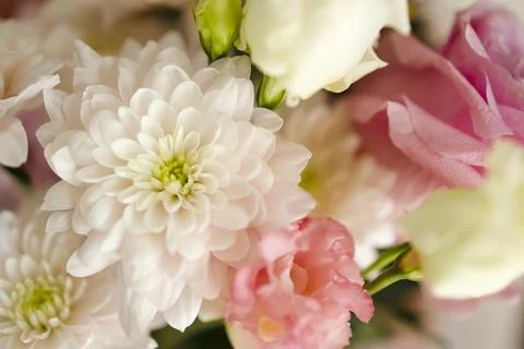 Close-up flowers, roses, eustoma, pink chrysanthemums. Stock Photos