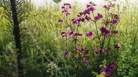 Close-up a flowers of Silene viscaria Stock Footage 133659394