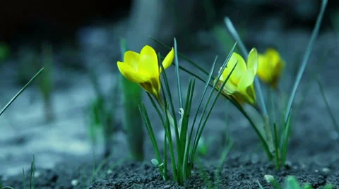 Close up of flowers in the spring Stock Footage 36178678