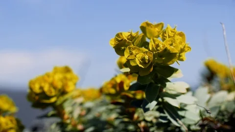 Close up of the flowers in the spring Stock Footage 88306294