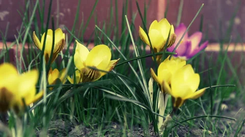 Close up of flowers in the spring time Stock Footage 36178723